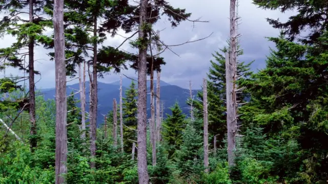 bosque