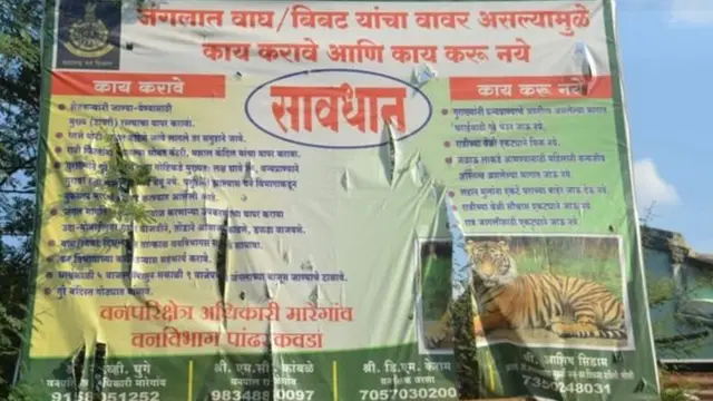 अवनी, वाघ, पर्यावरण, जंगल, यवतमाळ