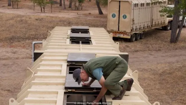 Vickery memonitor gajah yang sudah terbangun di truk pemindahan sebelum pergi menuju Nkhotakota.
