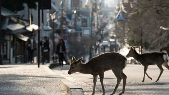 Paa hawa wamekuwa ni sehemu ya mitaa ya mji wa Nara, nchini Japani.