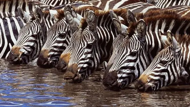 ज़ैब्रा