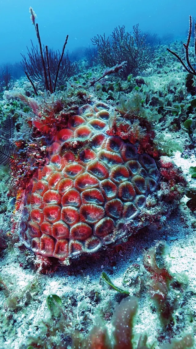 आंग्रिया बँक