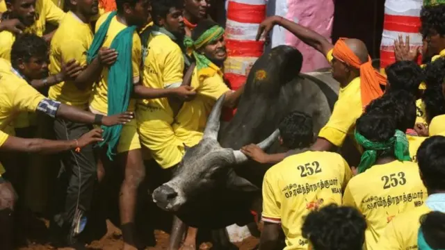 ஜல்லிக்கட்டு