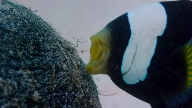 Seekor ikan badut jantan jenis saddleback