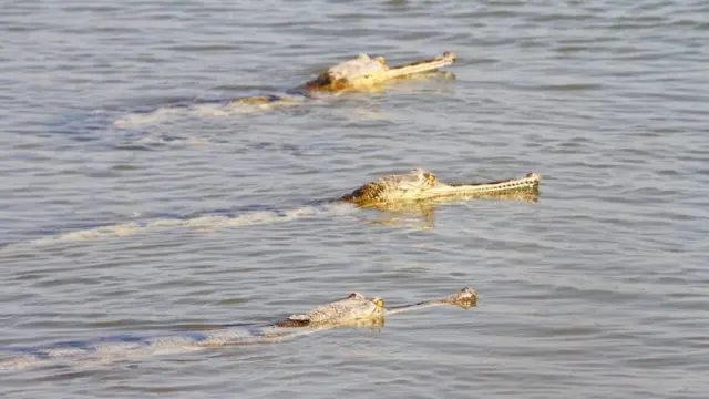 ఘరియల్ మొసళ్లు