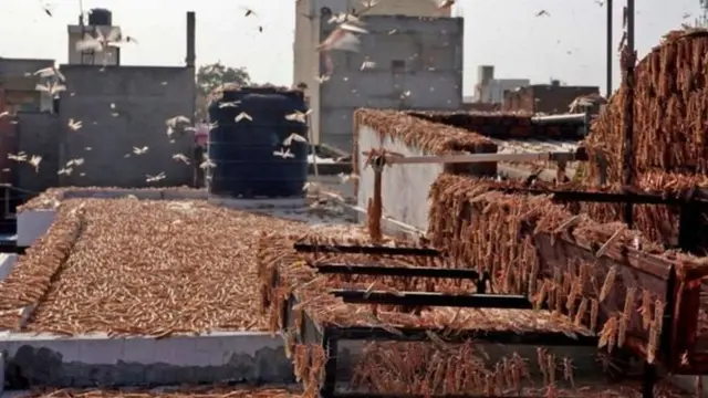 ஜெய்பூரில் வீட்டு மொட்டை மாடி ஒன்றில் படையெடுத்த வெட்டுக்கிளிகள்