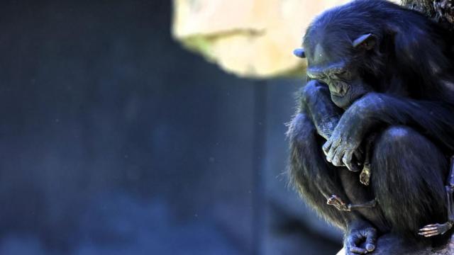 A chimpanzé Natalia com a cria nos braços