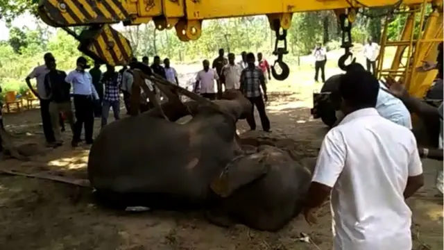 சேலம் யானையைக் கருணைக் கொலைசெய்ய அனுமதி