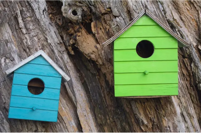 పక్షి గూళ్లు