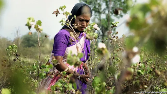 कापूस उत्पादक शेतकरी