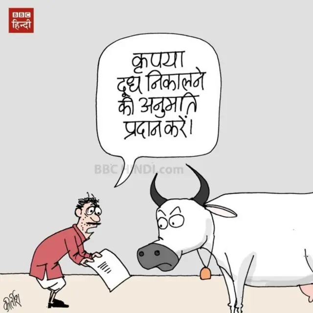 गाय