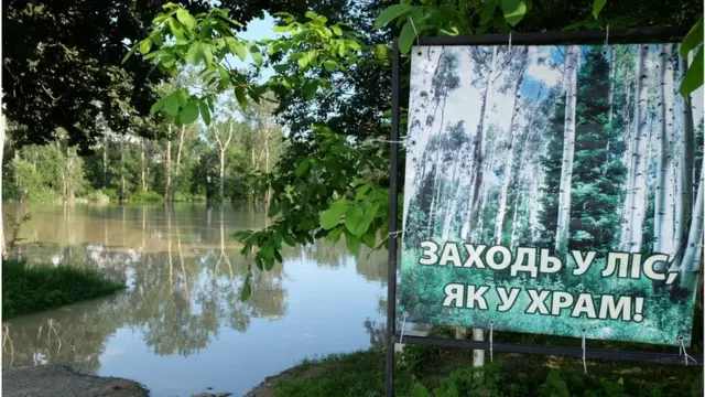 ліс, повінь