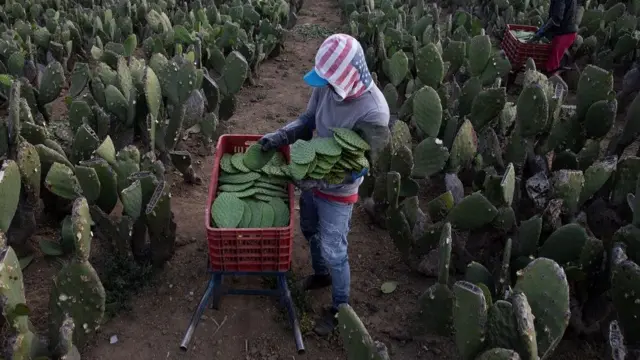 નોપલની ખેતી