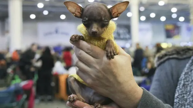 Собака породи той-тер'єр