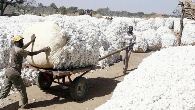 Récolte de coton au Burkina Faso
