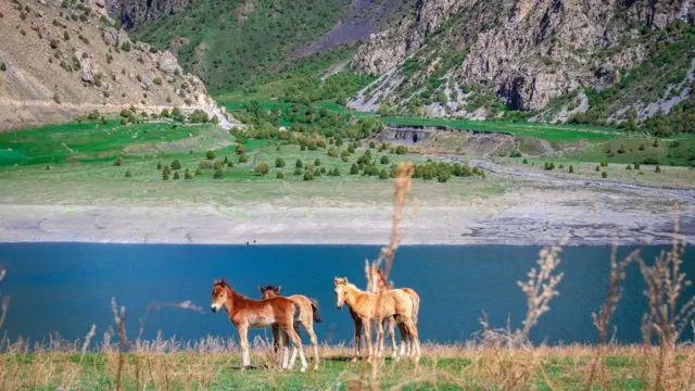 көл жээгинде оттоп жүргөн кулундар