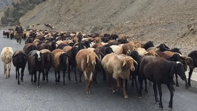 Қўйлар суруви