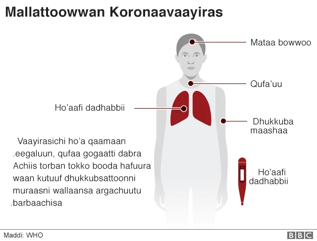 Dizaayina mallattoowwan koronaavaayirsa agarsiisu