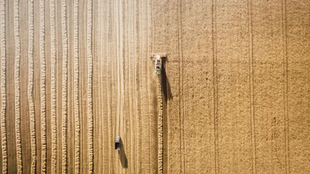 Cosechadora en un campo de trigo