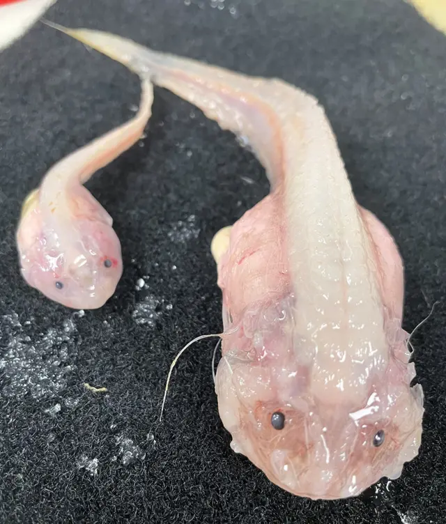 過去最深の海中で泳ぐ魚を確認 伊豆・小笠原海溝＝国際研究グループ - BBCニュース