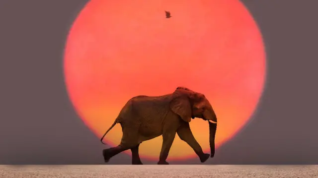 Elephant walking at sunrise in desert area.