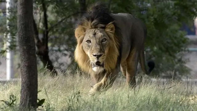 સિંહ, સિંહણ, ગીર, જંગલ, વન્યજીવ, બૃહદગીર, સાસણ, સાવજ, અભયારણ્ય,વાઈલ્ડલાઈફ