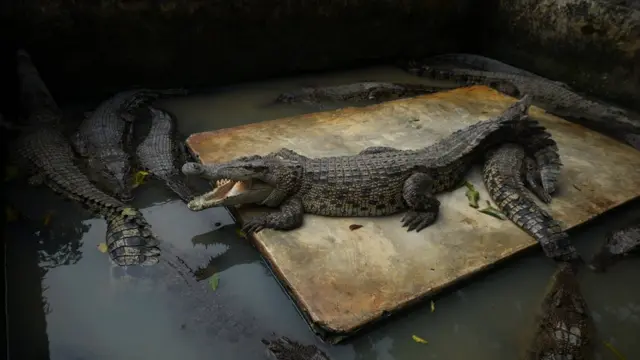 Crocodilos na Indonésia