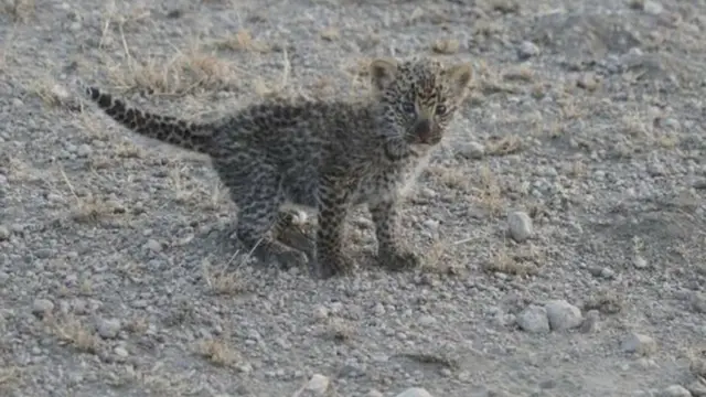 Icana c'ingwe kibana n'intare