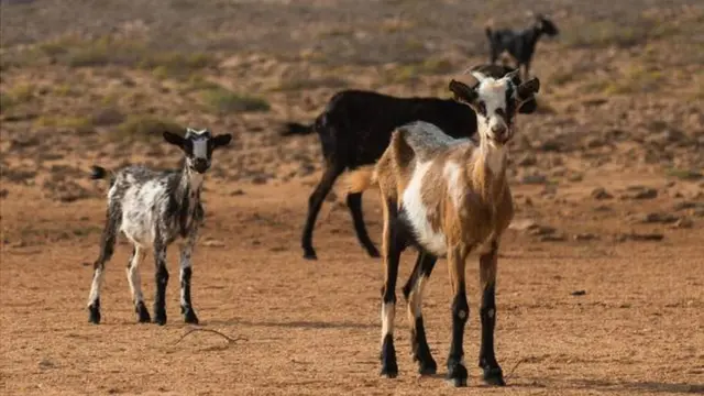 Cabras en el desierto.