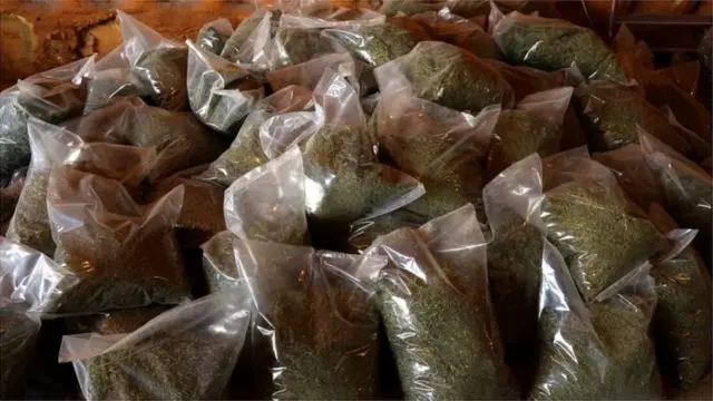 420 cannabis culture day: "Happy 420" meaning as Nigeria warn against Cannabis culture