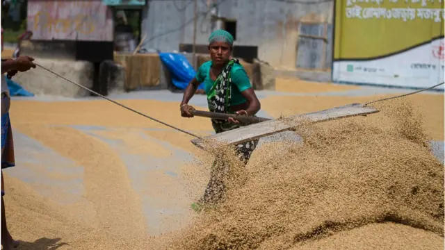 ধান শুকানো হচ্ছে।