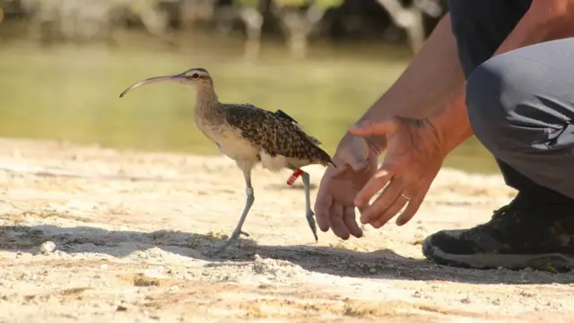 O projeto Kivi Kuaka instala rastreadoresjogo da roleta ao vivoGPS nas aves para observar como elas reagem aos desastres naturais