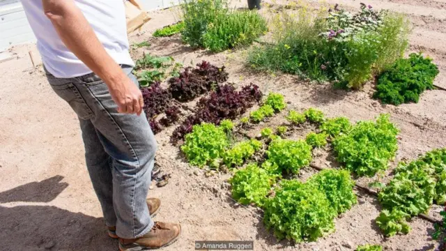 โรงเรือนปลูกผักกลางทะเลทราย