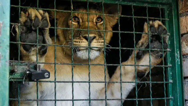বলা হয় খাঁচার সিংহ বাঁচে বেশি দিন।