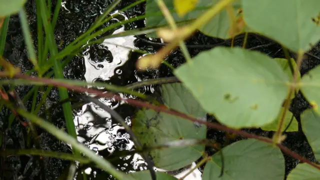 Contaminación en la Amazonía