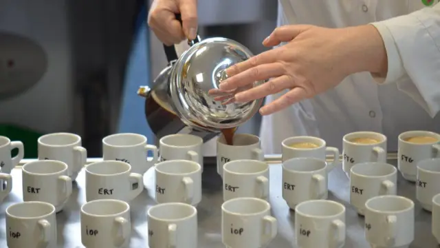 Una persona sirve café en pocillos para un panel de degustadores