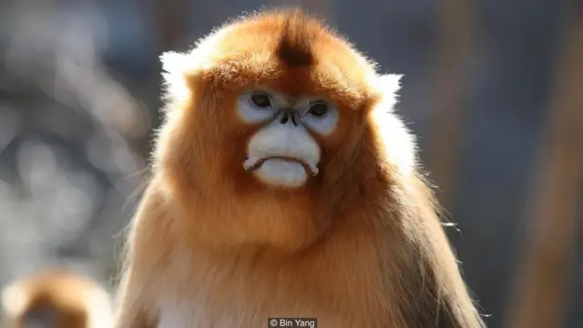 Bilirik ki, meymunlar yoldaşlarının ölümünə kədərlənirlər