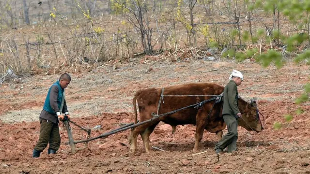 کشاورز