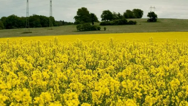 கடுகு வயல்