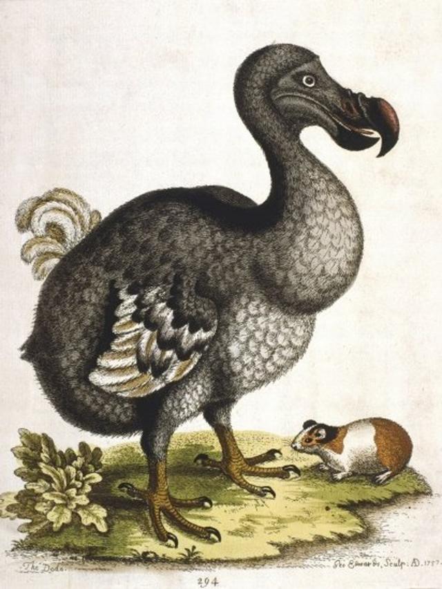 Retrato de un dodo.