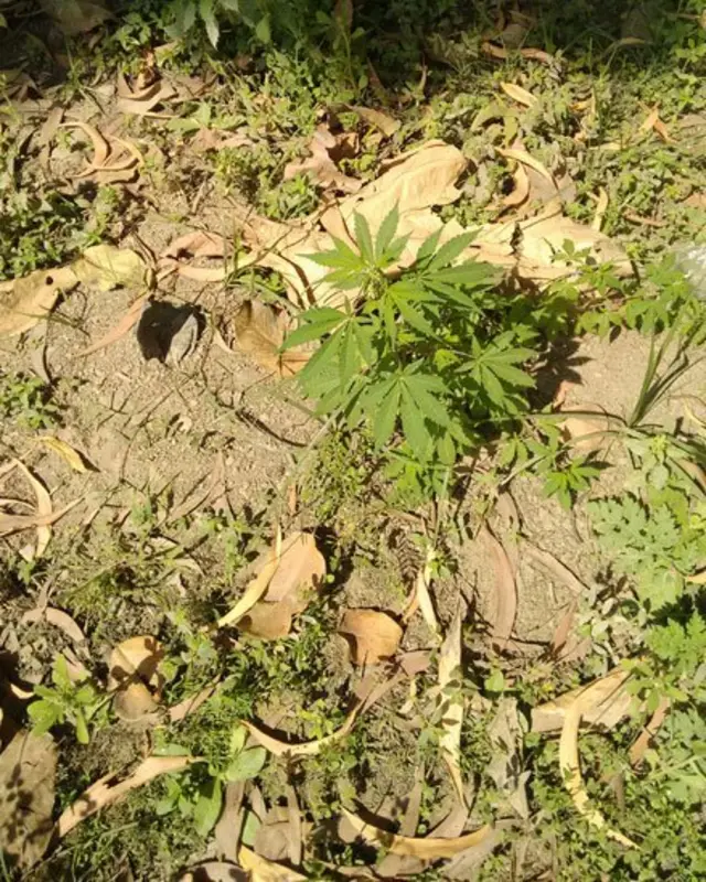 افیون کا پیڑ