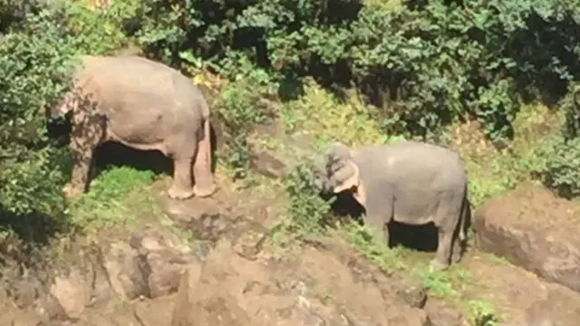 थाइल्यान्ड हात्ती