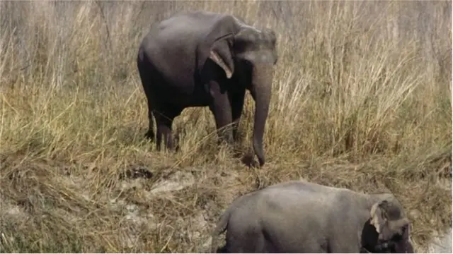 జిమ్ కార్బెట్