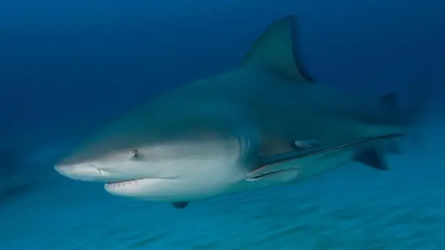 牛鲨