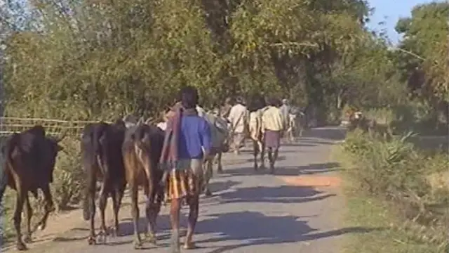 নানা ব্যবস্থা নেয়ার পরও সক্রিয় গরু পাচারকারীরা।
