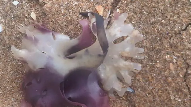 Испанский мох на берегу