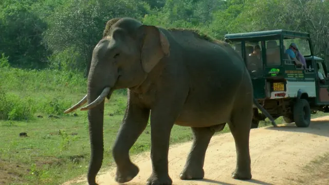 යාල සෆාරි