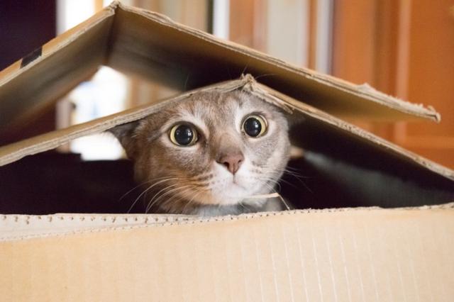 Cat looking startled and surprised while plays hide and seek in a box.