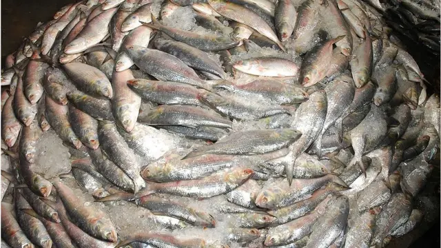 সংখ্যা বৃদ্ধি ছাড়াও গত কয়েকদিনের কিছুটা ঠাণ্ডা আবহাওয়া বেশি মাছ ধরা পড়ার আরেকটি কারণ হতে পারে বলে মনে করেন বিশেষজ্ঞরা।