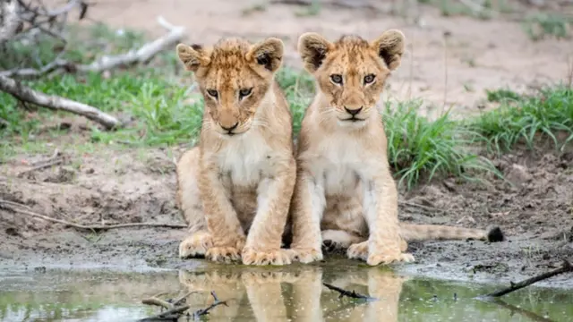 சிங்கம்